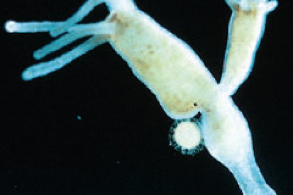 Оригинальные ссылки кракена