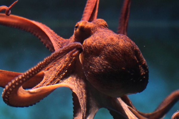 Кракен онион сайт io